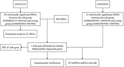 Identification and experimental validation of ferroptosis-related gene lactotransferrin in age-related hearing loss